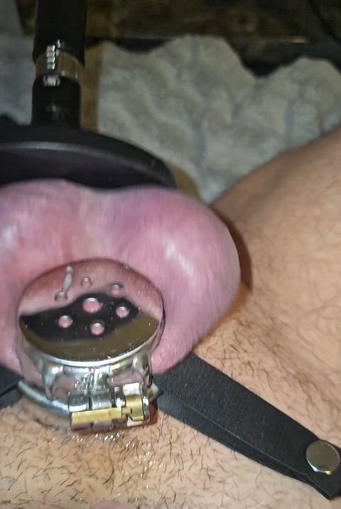 Bbc Sissy — BBC slut, CBT & Chastity — chastity